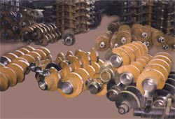 Ord. Screw Worms